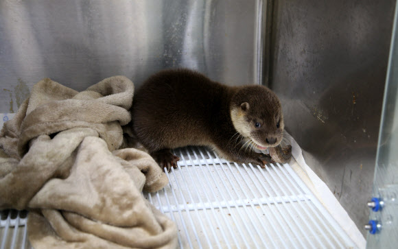27일 경북 포항 조은동물병원에서 치료 중인 천연기념물 수달. 이 수달은 23일 오전 포항 북구 기계면 지가리 기계천 인근에서 탈진한 상태에서 주민에게 발견됐다. 2018.8.27  연합뉴스