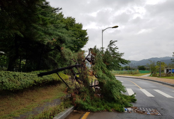 ‘폭우에 쓰러진 나무’