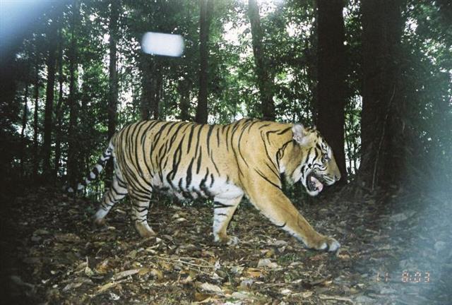 연쇄살인범을 수사하는 데 활용되는 지리적 프로파일링 기법을 이용해 멸종 위기에 놓인 호랑이를 보존할 수 있다는 연구 결과가 나와 주목받고 있다.  네이처/Matt Struebig 제공
