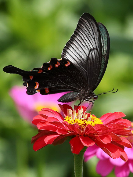 꿀 빠는 제비나비