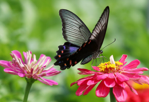 금잔화에 앉은 제비나비