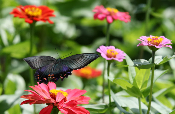 금잔화 사이를 나는 제비나비