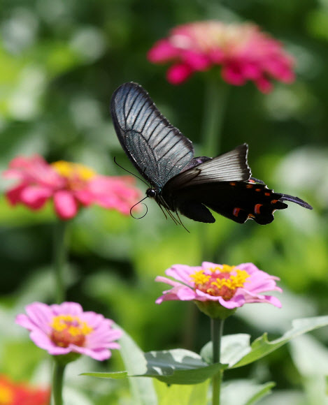 가을을 부르는 날개짓
