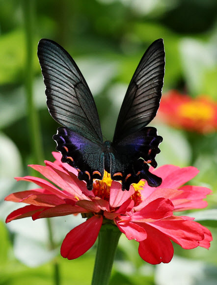 제비나비의 뒤태