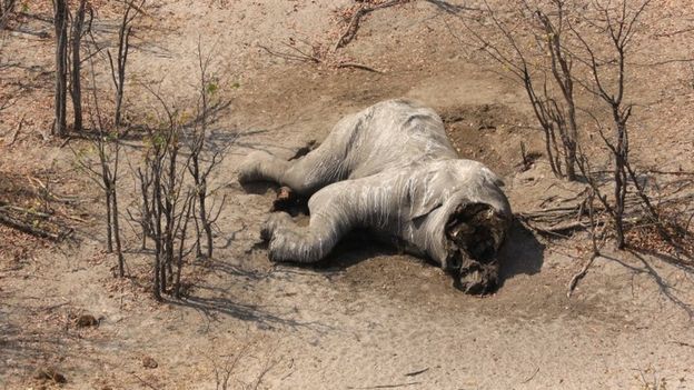 상아만 쏙 빼내간 코끼리 사체.  국경 없는 코끼리 제공