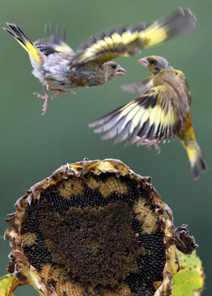 가을 걷이 사이에서 다투는 방울새
