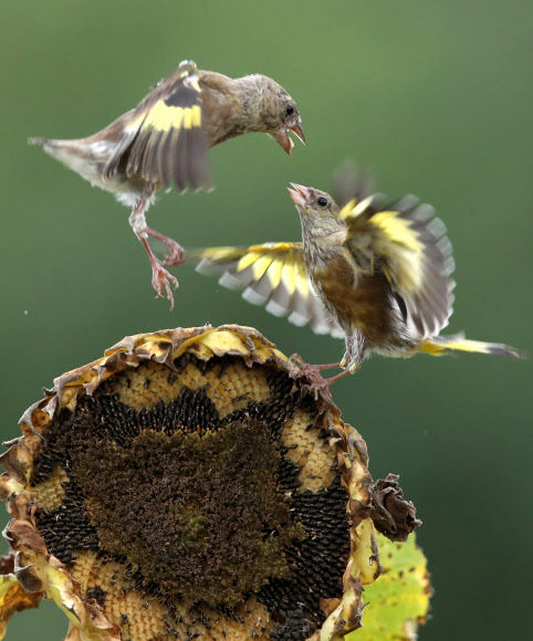 가을 성찬 다투는 방울새