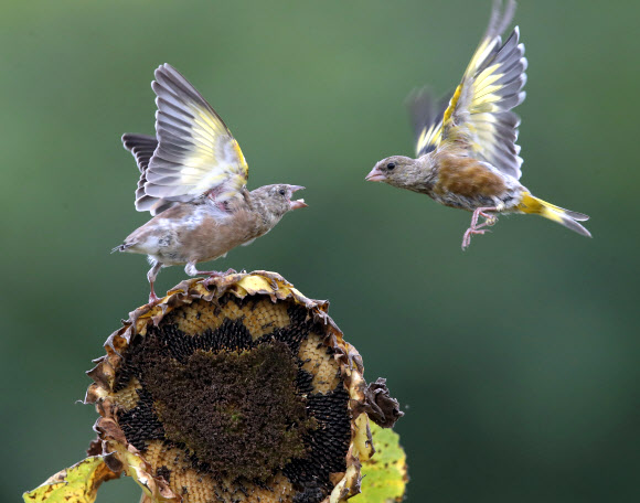 가을 길목..먹이 다투는 방울새