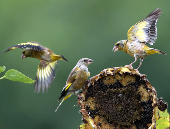 가을 걷이 나선 방울새