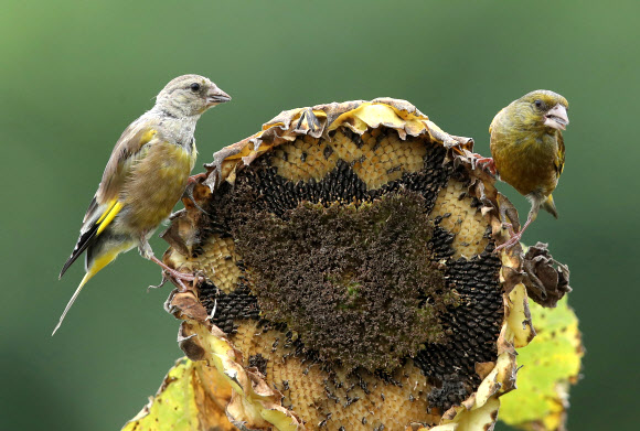 가을 성찬 즐기는 방울새