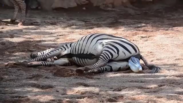 한 동물원에서 얼룩말이 출산하는 극적인 모습(유튜브 영상 캡처)