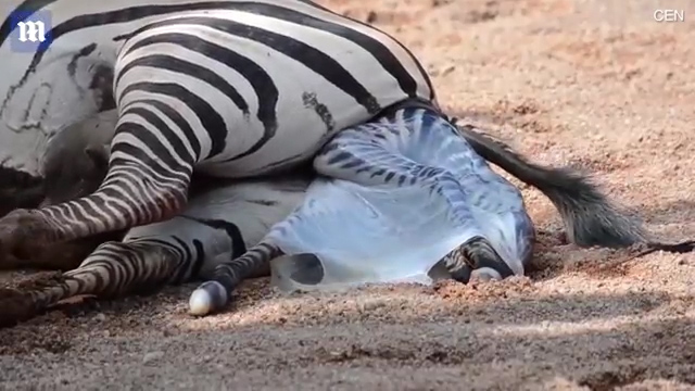 한 동물원에서 얼룩말이 출산하는 극적인 모습(유튜브 영상 캡처)