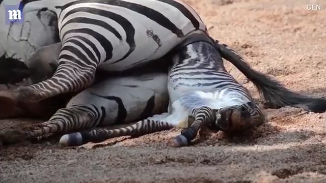 한 동물원에서 얼룩말이 출산하는 극적인 모습(유튜브 영상 캡처)