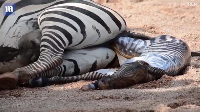 한 동물원에서 얼룩말이 출산하는 극적인 모습(유튜브 영상 캡처)