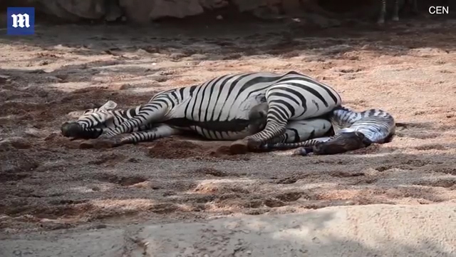 한 동물원에서 얼룩말이 출산하는 극적인 모습(유튜브 영상 캡처)