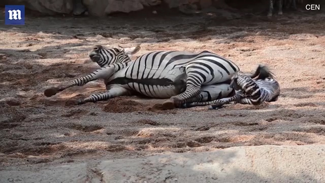 한 동물원에서 얼룩말이 출산하는 극적인 모습(유튜브 영상 캡처)