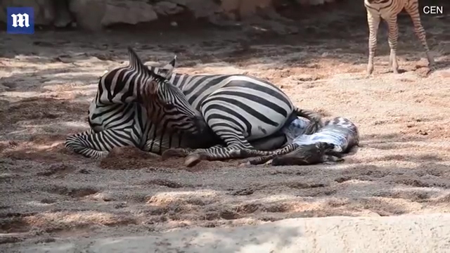 한 동물원에서 얼룩말이 출산하는 극적인 모습(유튜브 영상 캡처)