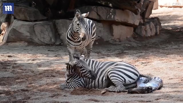 한 동물원에서 얼룩말이 출산하는 극적인 모습(유튜브 영상 캡처)