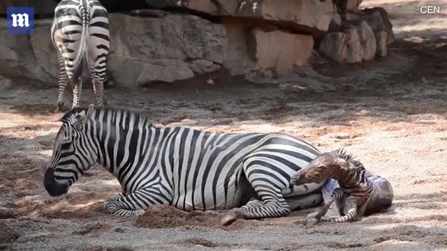 한 동물원에서 얼룩말이 출산하는 극적인 모습(유튜브 영상 캡처)
