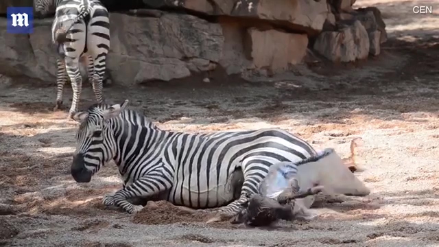 한 동물원에서 얼룩말이 출산하는 극적인 모습(유튜브 영상 캡처)