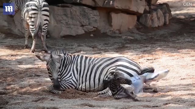 한 동물원에서 얼룩말이 출산하는 극적인 모습(유튜브 영상 캡처)