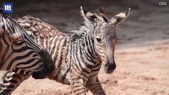 한 동물원에서 얼룩말이 출산하는 극적인 모습(유튜브 영상 캡처)