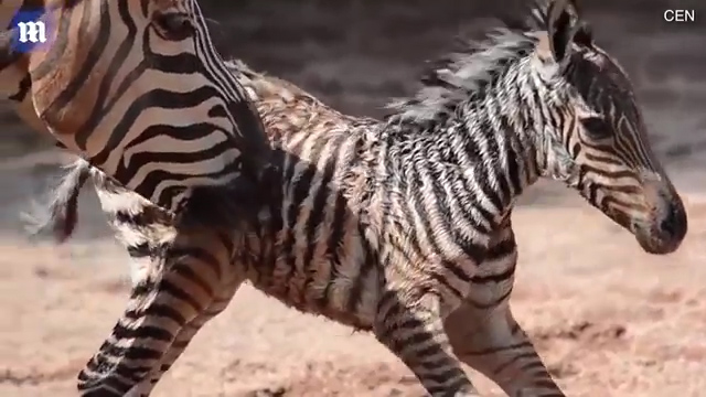 한 동물원에서 얼룩말이 출산하는 극적인 모습(유튜브 영상 캡처)