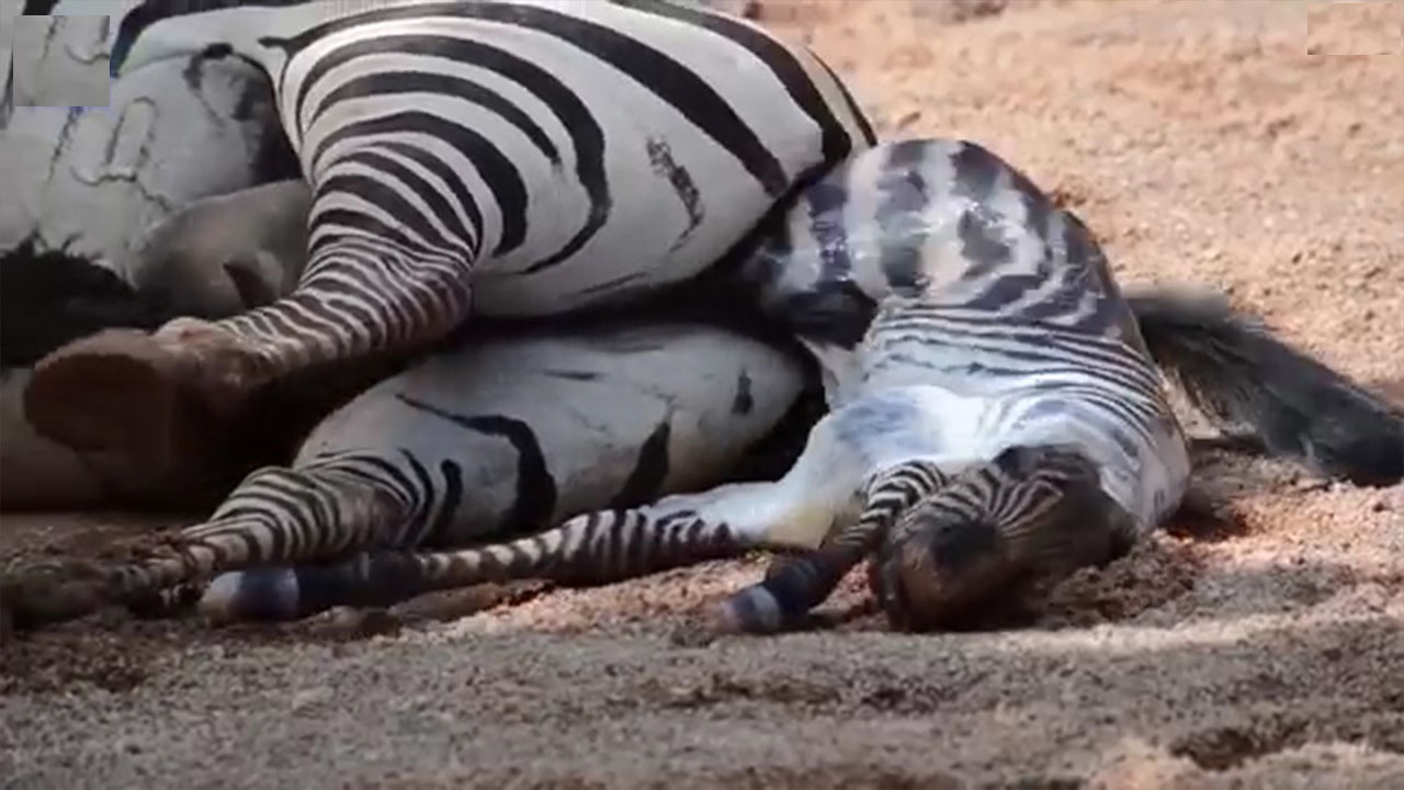 한 동물원에서 얼룩말이 출산하는 극적인 모습(유튜브 영상 캡처)