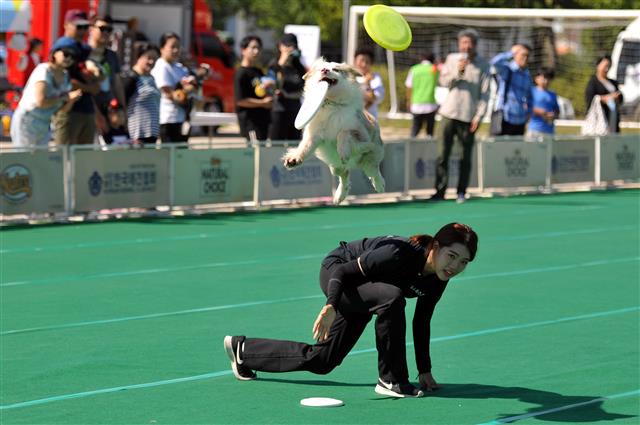 9일 강원도 속초 청초호 엑스포 C구장에서 열린 속초 반려견문화축제에서 한 반려견이 원반던지기 시범을 보이고 있다. 이날 행사장에는 원반던지기 시범, 애견달리기대회, 유기견입양 등 다양한 프로그램이 진행됐다.  속초시 제공=뉴스1