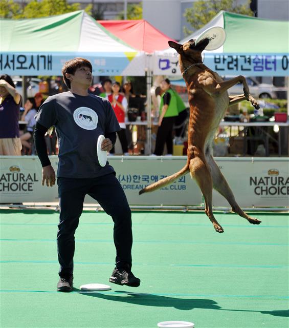 9일 강원도 속초 청초호 엑스포 C구장에서 열린 속초 반려견문화축제에서 한 반려견이 원반던지기 시범을 보이고 있다. 이날 행사장에는 원반던지기 시범, 애견달리기대회, 유기견입양등 다양한 프로그램이 진행됐다.  속초시 제공=뉴스1
