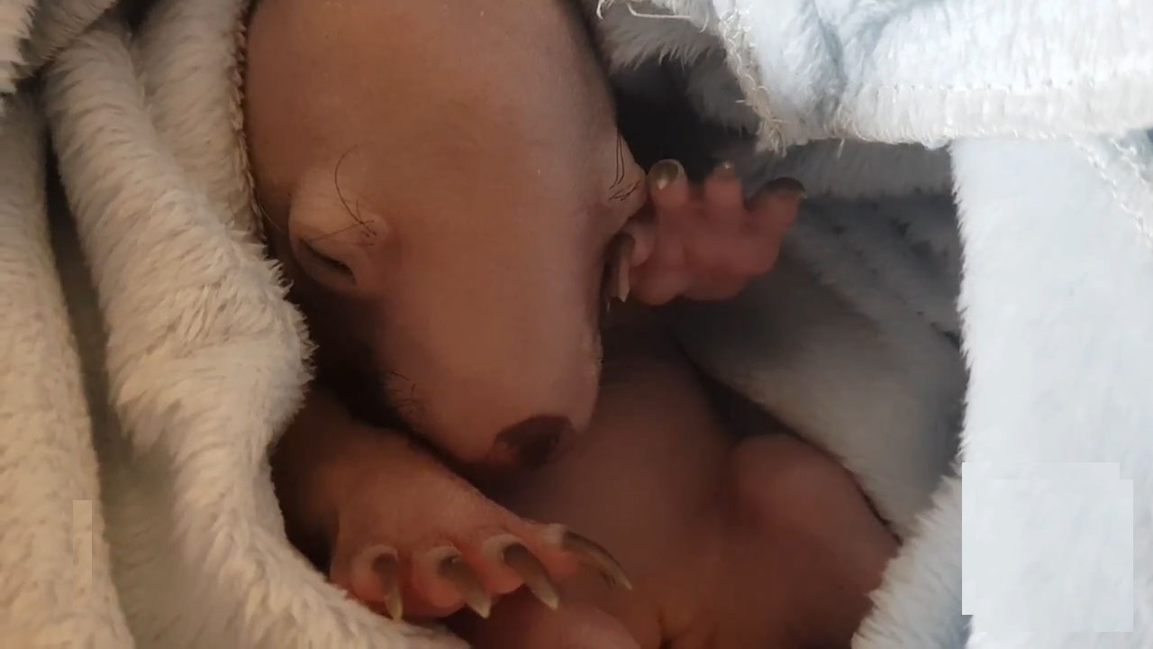 호주 보호 단체로부터 구조된 새끼 웜뱃 모습(유튜브 영상 캡처)