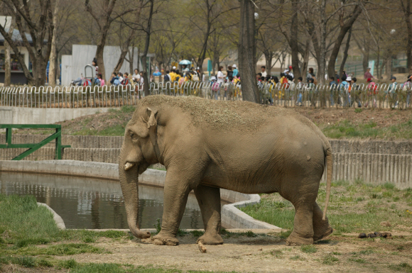아프리카 코끼리. (사진은 기사 본문에 나오는 일본 동물원의 아프리카 코끼리와는 관계 없음) 서울신문 DB