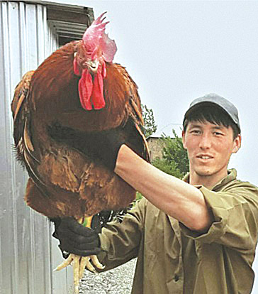 키르기스스탄의 토종닭.  농림식품기술기획평가원 제공