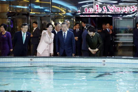 문재인 대통령과 김정숙 여사가 19일 오후 평양 대동강 수산물 식당을 찾아 수조 속 철갑상어를 구경하고 있다. 2018.9.19 평양사진공동취재단