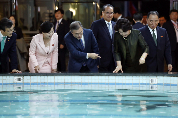 문재인 대통령과 김정숙 여사가 19일 오후 평양 대동강 수산물 식당을 찾아 수조 속 철갑상어를 구경하고 있다. 2018.9.19 평양사진공동취재단