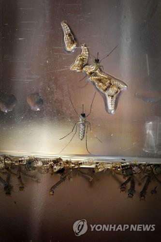 모기유충과 모기 [자료사진]  EPA 연합뉴스