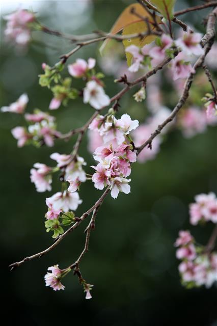 초가을로 접어든 20일 제주 서귀포시 안덕면 한 마을 내 벚나무에 봄꽃인 벚꽃이 활짝 펴 시선을 끌고 있다.2018.9.20 뉴스1