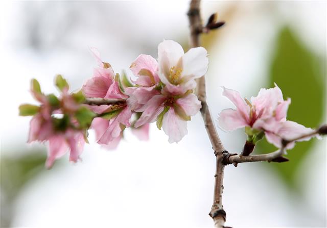 초가을로 접어든 20일 제주 서귀포시 안덕면 한 마을 내 벚나무에 봄꽃인 벚꽃이 활짝 펴 시선을 끌고 있다.2018.9.20 뉴스1