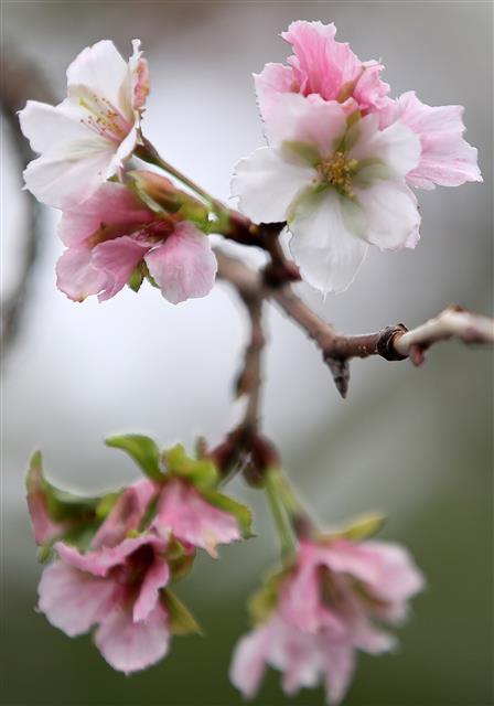 초가을로 접어든 20일 제주 서귀포시 안덕면 한 마을 내 벚나무에 봄꽃인 벚꽃이 활짝 펴 시선을 끌고 있다.2018.9.20 뉴스1