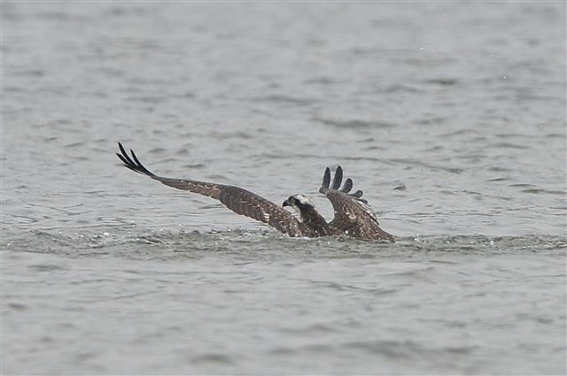 멸종위기 등급 관심대상인 물수리가 20일 오전 경북 포항시 남구 형산강 상공에서 멋잇감을 찾고 있다.올해 형산강을 찾아온 물수리는 국토부 부산관리청에서 시행 중인 효자2지구 홍수예방공사와 형산강을 가로지르는 인도교 공사에 투입된 중장비 소음에 시달리고 있다.2018.9.20 뉴스1