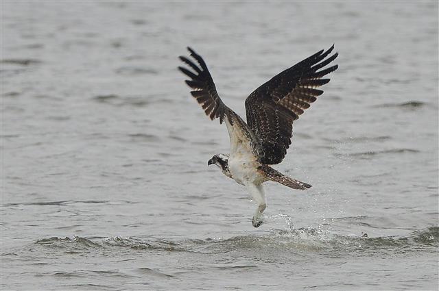 멸종위기 등급 관심대상인 물수리가 20일 오전 경북 포항시 남구 형산강 상공에서 멋잇감을 찾고 있다.올해 형산강을 찾아온 물수리는 국토부 부산관리청에서 시행 중인 효자2지구 홍수예방공사와 형산강을 가로지르는 인도교 공사에 투입된 중장비 소음에 시달리고 있다.2018.9.20 뉴스1