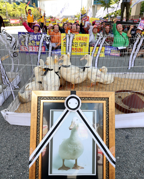 농식품부 앞 오리 영정