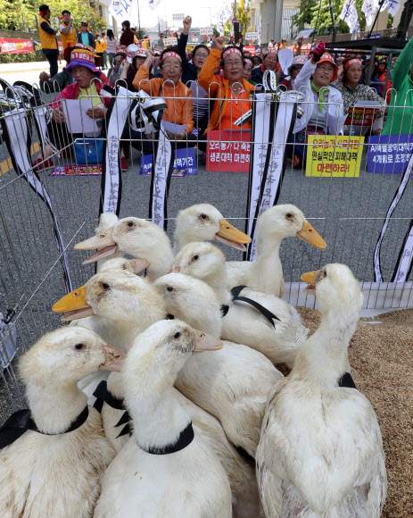 오리 농가, 농식품부 앞에서 집회