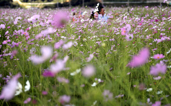 제12회 하동 북천 코스모스?메밀꽃 축제