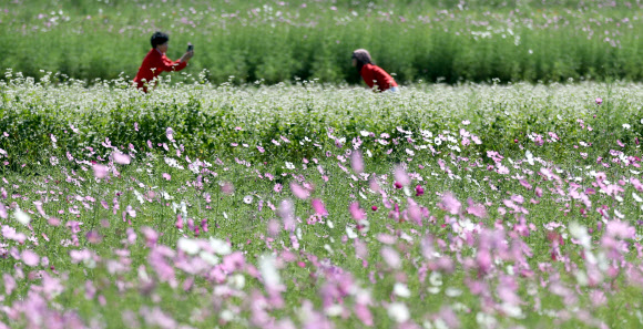코스모스와 메밀꽃 사이에서