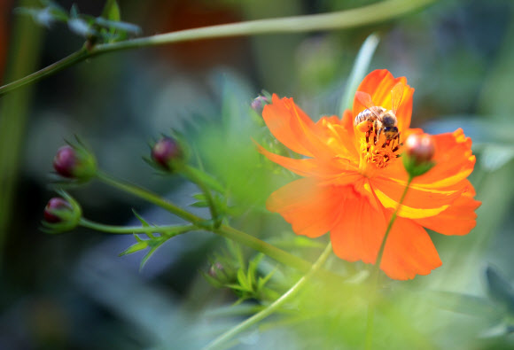 가을맞이 꽃가루 채집에 나선 벌
