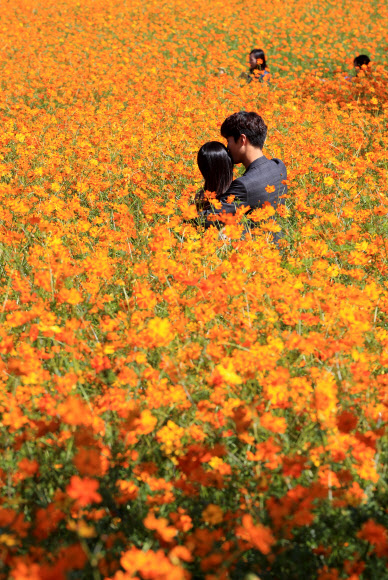 ‘노란 코스모스 밭에서 가을을 만끽하다’