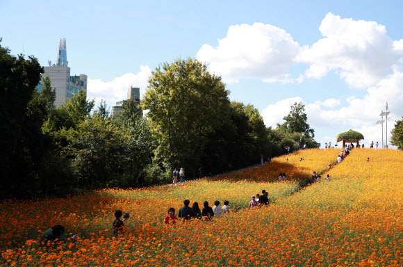 ‘푸른 하늘 아래 노란 코스모스 밭에서’