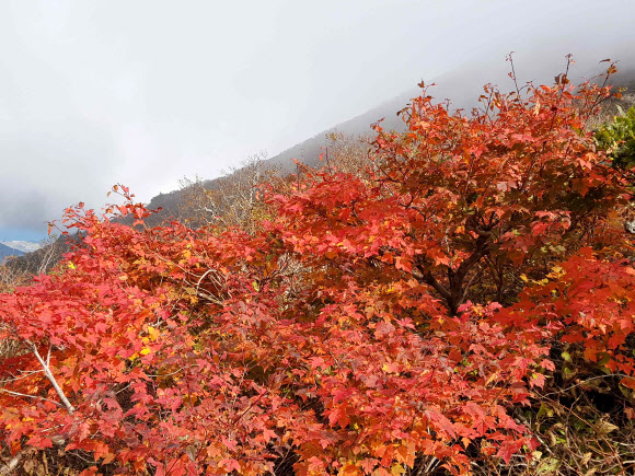 올가을 첫 단풍 설악산 정상 시작