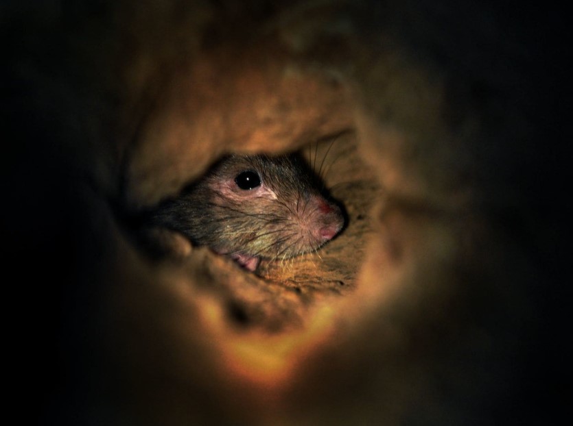 미국 워싱턴DC에 자주 출몰하는 쥐의 모습. 워싱턴포스트 홈페이지 캡처. 